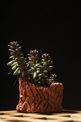 Succulent houseplant in clay pot.