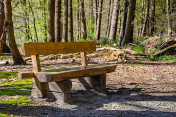 Solid oak wood bench at the edge of a coniferous forest