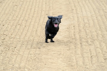 Cocker Spaniel running
