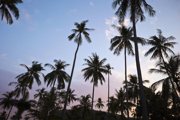 Fototapeta premium palm tree 