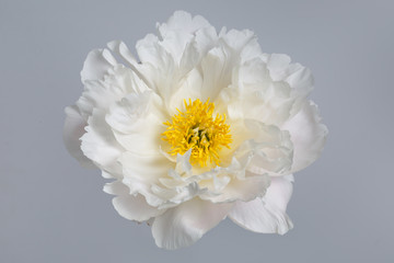 A flower of a white peony with a yellow center isolated on a gray background.