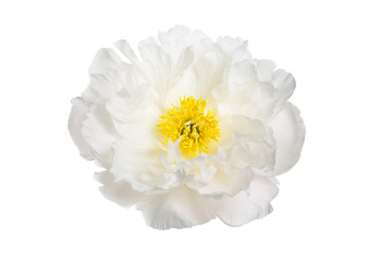 A flower of a white peony with a yellow center isolated.
