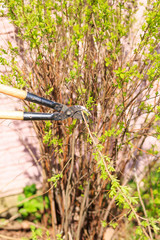 Trimming of trees and bushes big scissors in a garden