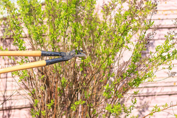 Trimming of trees and bushes big scissors in a garden