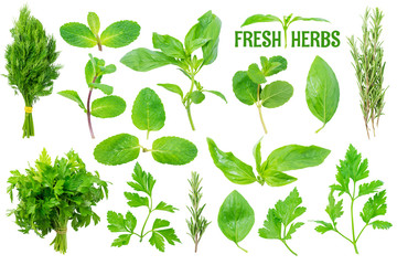 Fresh Herbs Set Isolated on White Background