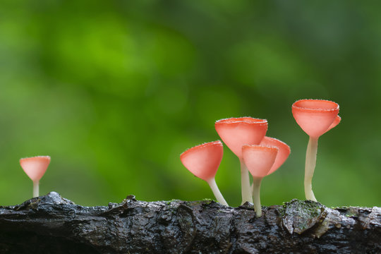 Pink burn cup,Tarzetta Rosea ( Rea) Dennis (Pyronemataceae),Fungi cup in the wild