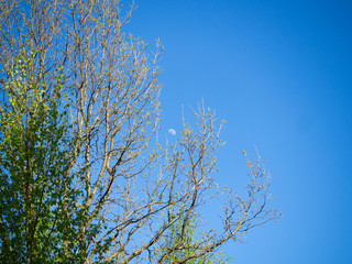 the moon in the bright sunlight visible in the sky
