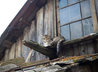 cat is sleeping. the roof of the old barn © pavelkant