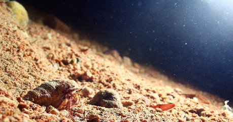 Bottom of the pond  shell macro