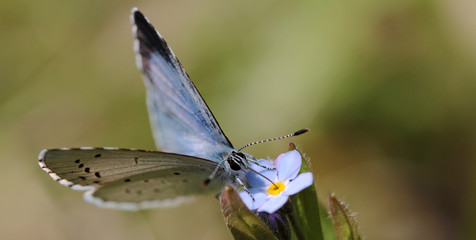 cute butterfly sipping nectar