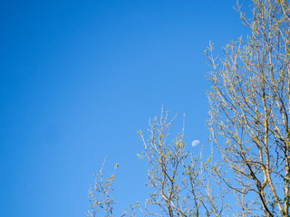 the moon in the bright sunlight visible in the sky