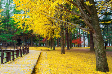 Fototapeta na wymiar Autumn with ginkgo tree in Nami Island, Korea.