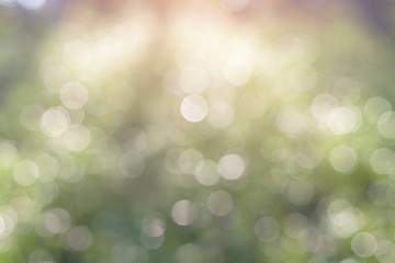 vintage nature background of sunlight bokeh in morning