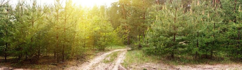 Fototapeta na wymiar Dirt road in the forest -- spring summer landscape, banner, panorama