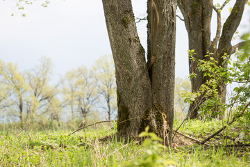 Fototapeta premium Bare trees in the spring against the sky