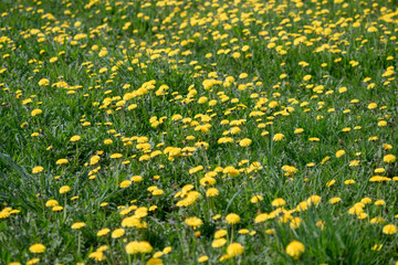 Yellow dandelions grow near the road. background