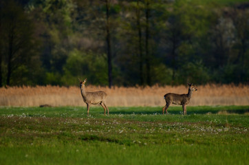 Sarny / o poranku na wiosennej łące w Dolinie Pilicy