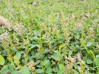 The landscape of the little flower lawn 