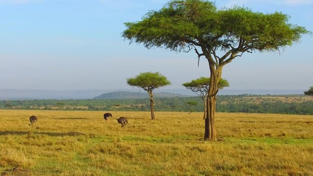 ostriches and acacia trees in savanna at africa