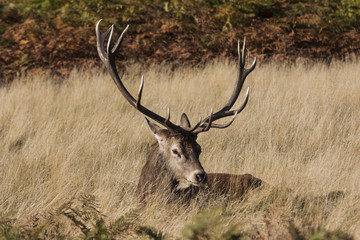Red deer