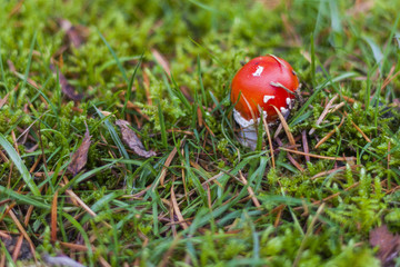 fly agaric, aka fly amanita