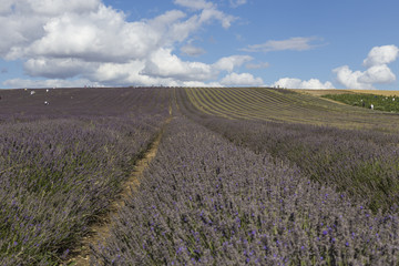 Fototapeta na wymiar Hitchin Lavender Fields