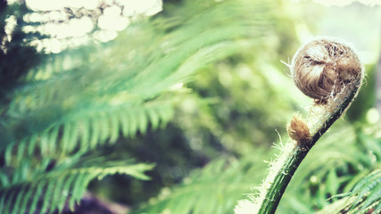 Natural background. Unravelling fern frond closeup.  Thailand chiangmai doiinthanon