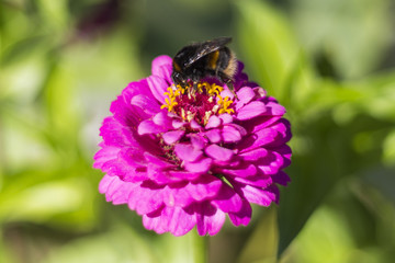 buff-tailed bumblebee (Bombus terrestris) on a pink flower