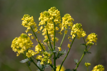 nature easters background of the young spring leaves