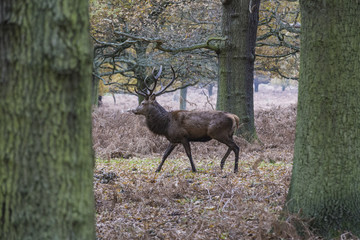 A Red deer stag