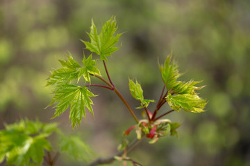 nature easters background of the young spring leaves