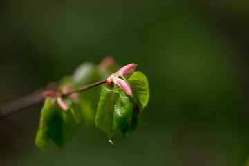 nature easters background of the young spring leaves