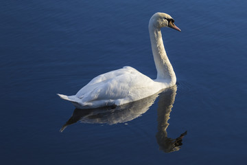 Fototapeta na wymiar Mute swan