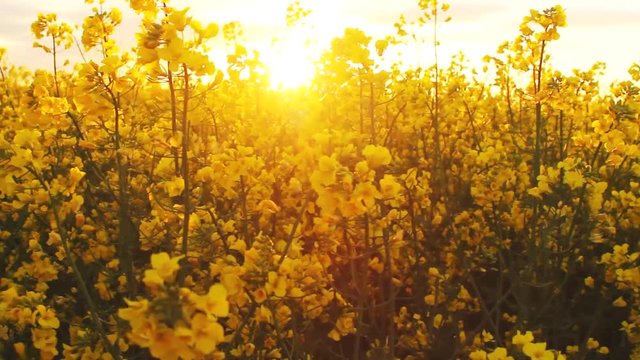 Rape field at sunset. Rape flowers close-up glimpse of the golden sun