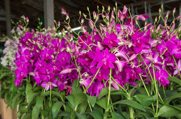 Purple orchids, Violet orchids. Orchid is queen of flowers. Orchid in tropical garden. Orchid in nature scarlet white yellow