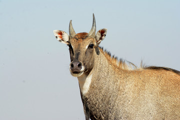 Indian Blue bull antelope 