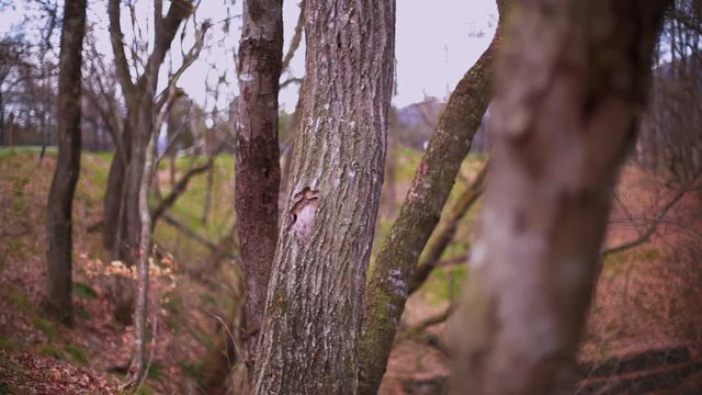 早春の里山　芽吹くまえの樹木