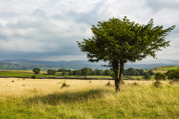 Tree on Cunswick Fell