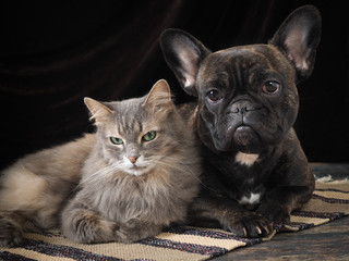 Cute dog and cat lie together on the floor. Friendship Pets. The dark background
