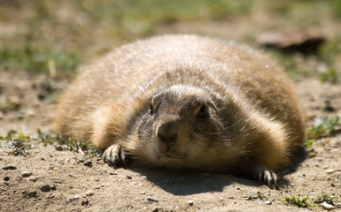 gopher small african mammal animal