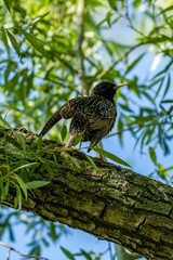 European starling on the branch