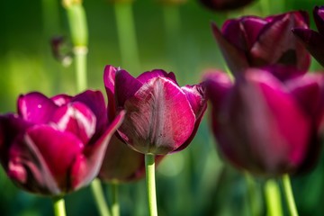 Beautiful purple tulip in spring
