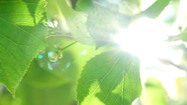 Fresh young green linden leaves bright sun light, close up shot.
