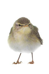Willow Warbler (Phylloscopus trochilus)