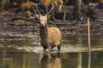 Red deer (Cervus elaphus)