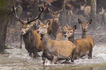 Red deer (Cervus elaphus)