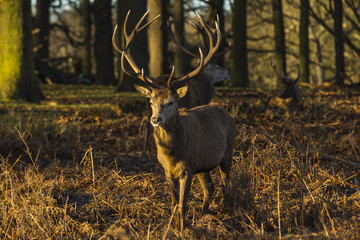 Red Deer (Cervus elaphus)