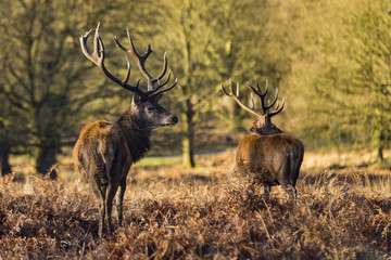 Red Deer (Cervus elaphus)