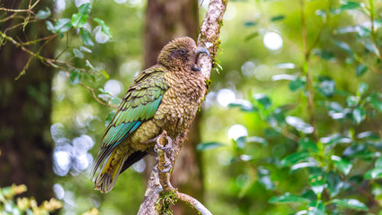 Kea in Neuseeland (New Zealand)