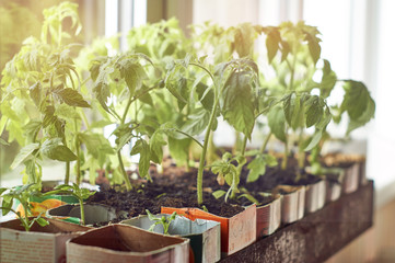 Fresh seedlings growing on window sill